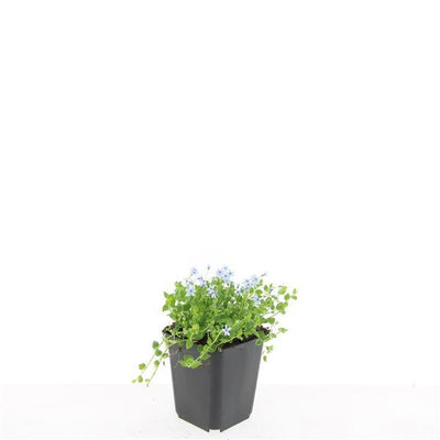 24x Isotoma fluviatilis 'Alba' - Bodendecker mit weißen Blüten