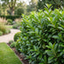 Green boutiQ - 40x Prunus laur. Novita - Lorbeer-Kirsche - Heckenpflanzen - Immergrün - Grün - Topf 9cm - Höhe 25-35cm Bild 12