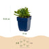 Green boutiQ - Perennial - Salvia nem. Schneehügel - Sage - Bee and Butterfly Attractors - White - 12 Plants - Pot 11cm - Height 15-25cm Bild 2