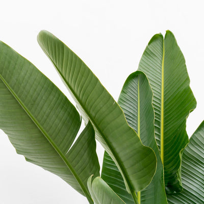 Strelitzia Augusta XXL - White Bird of Paradise Flower, 225 cm