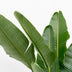 Strelitzia Augusta XXL - Weiße Paradiesvogelblume, 225 cm Bild 3