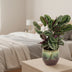 Calathea Medallion (80cm) – Elegante Zimmerpflanze mit Medaillon-Muster Bild 3