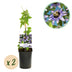 GreenboutiQ Passion Flower 'Damsel's Delight', Purple/White, 2 Plants Bild 1