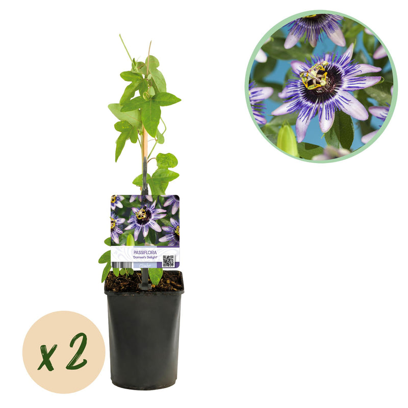 GreenboutiQ Passion Flower 'Damsel's Delight', Purple/White, 2 Plants