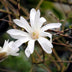 Magnolia Stellata 'Blüte Weiß' Strauch, 45cm, Topf 17cm, Wenig Pflege Bild 4