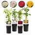 GreenboutiQ Kletterrose 'Rosa Rainbow' - 4 Pflanzen im Topf Bild 1