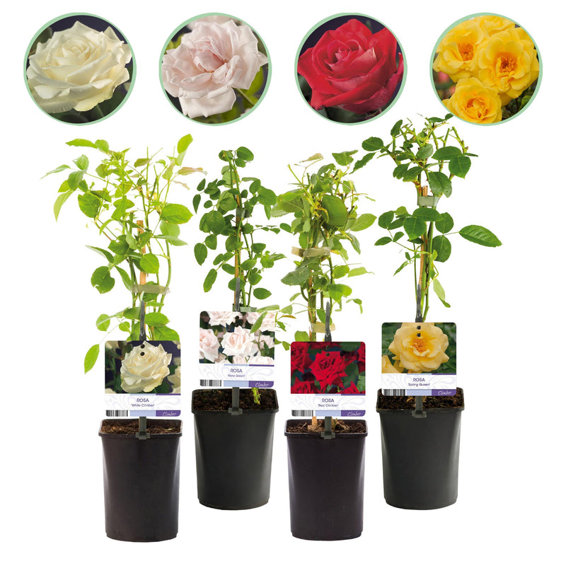 GreenboutiQ Kletterrose 'Rosa Rainbow' - 4 Pflanzen im Topf