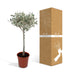 Olea - Ø19cm - ↕90cm Bild 6