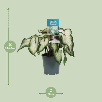 Caladium Wit - Engelsflügel - Ø12cm - ↕25cm