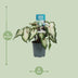 Caladium Wit - Engelsflügel - Ø12cm - ↕25cm Bild 2
