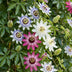 12x Passiflora Tricolour, Weiß-Lila-Rosa, Ø9cm, 35cm hoch Bild 5