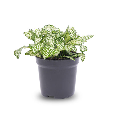 Fittonia Weißer Tiger – Mosaikpflanze für Terrarien & Zuhause, Topf 8cm