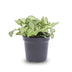 Fittonia Weißer Tiger – Mosaikpflanze für Terrarien & Zuhause, Topf 8cm Bild 1