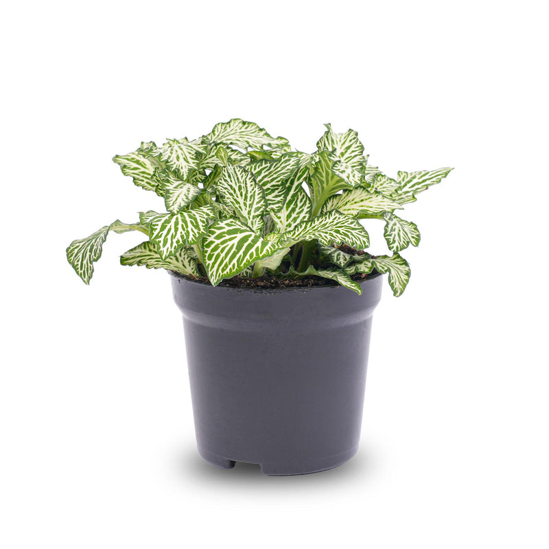 Fittonia Weißer Tiger – Mosaikpflanze für Terrarien & Zuhause, Topf 8cm