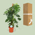 Monstera Deliciosa: Lush houseplant, 105cm tall, Ø24cm pot Bild 4