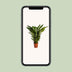 Spathiphyllum Sweet Sebastiano Peace Lily Ø24cm ↕110cm Bild 5