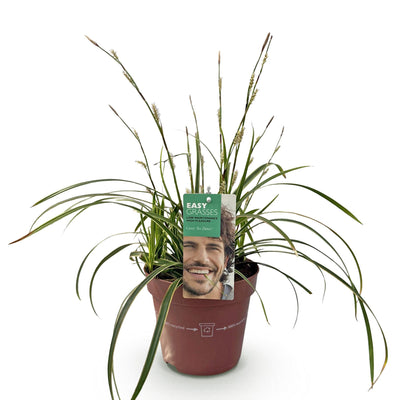 Carex morrowii Ice Dance - Ziergras, winterhart, Topf 17cm, Höhe 50cm