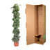 Scindapsus Pictus Trebie mit Moosstab - 160 cm - Ø30 Bild 4