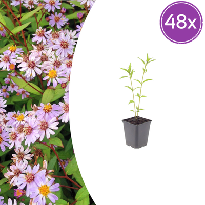 48x Kalimeris incisa 'Blue Star' - 10-25cm hoch - Ø9cm