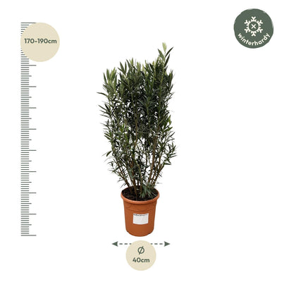 Oleander Busch 'Nerium Oleander' – 180cm, Ø40cm Topf