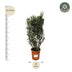 Oleander Busch 'Nerium Oleander' – 180cm, Ø40cm Topf Bild 2