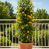 2x Trachelospermum 'Star of Toscana' - 65cm - Ø15cm Topf Bild 4