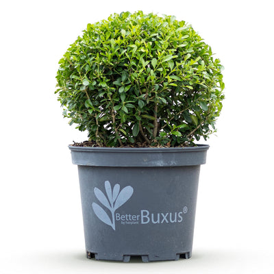 GreenboutiQ Buxus Kugel 'BetterBuxus Skylight' - Krankheitsresistent