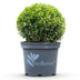 GreenboutiQ Buxus Sphere 'BetterBuxus Skylight' - Disease Resistant Bild 2