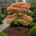 GreenboutiQ Japanischer Ahorn 'Iyoshi' – 2 rosa Pflanzen, 70cm Bild 7