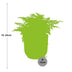 Asplenium Parvati Farn in rosa ELHO Vibes Topf, 14 cm Bild 2
