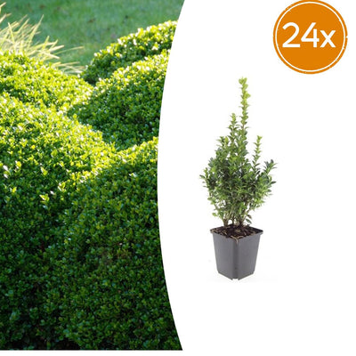 24x Buchsbaum (Buxus Sempervirens) 10-25cm, Ø9cm