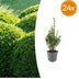 24x Buchsbaum (Buxus Sempervirens) 10-25cm, Ø9cm Bild 1