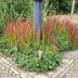 12x Imperata cylindrica 'Red Baron' - Japanisches Blutgras - 10-25cm Bild 7