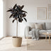Ficus Elastica Abidjan Stamm - Tropische Eleganz, 130 cm Bild 2