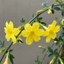 2x Winterjasmin 'Jasminum nudiflorum' - Gelb - Kletterpflanze - Ø9cm Bild 3