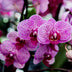 Culvita - Orchideenerde 5 Liter - Blumenerde für Orchideen Bild 2