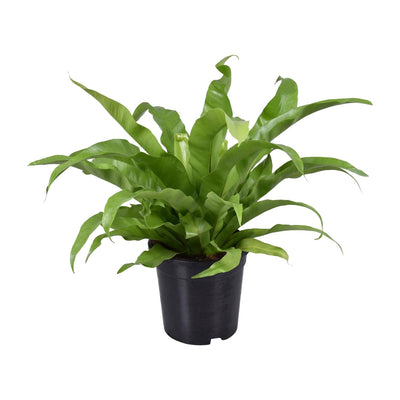 Asplenium Antiquum Vogelnestfarn Ø17cm – Exotische Zimmerpflanze für Zuhause
