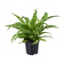 Asplenium Antiquum Vogelnestfarn Ø17cm – Exotische Zimmerpflanze für Zuhause Bild 1
