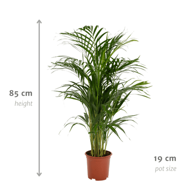 Areca-Palme Dypsis Lutenscens im 17cm Topf, 70cm hoch