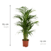 Areca-Palme Dypsis Lutenscens im 17cm Topf, 70cm hoch Bild 2