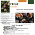 3x Organic Fig Trees (Ficus carica), 13 cm diameter, 20-25 cm high Bild 6