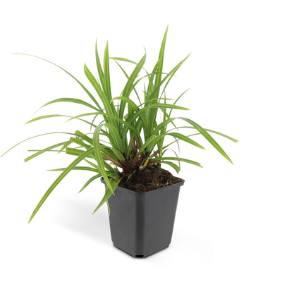 6x Carex morrowii 'Irish Green' - 10-25cm - Ø9cm