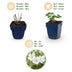 Green boutiQ - Perennial - Geranium sang. Album - Cranesbill - Ground Cover - White - 12 Plants - Pot 11cm - Height 15-25cm Bild 4