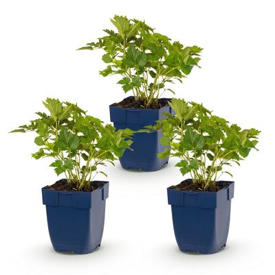 Green boutiQ - Perennial - Astilbe chin. Pumila - Plume Spiraea - Shade - Purple - 3 Plants - Pot 11cm - Height 15-25cm