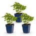 Green boutiQ - Perennial - Astilbe chin. Pumila - Plume Spiraea - Shade - Purple - 3 Plants - Pot 11cm - Height 15-25cm Bild 1