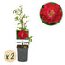 GreenboutiQ Kletterrose 'Red Queen' - 2 Pflanzen im Topf Bild 1