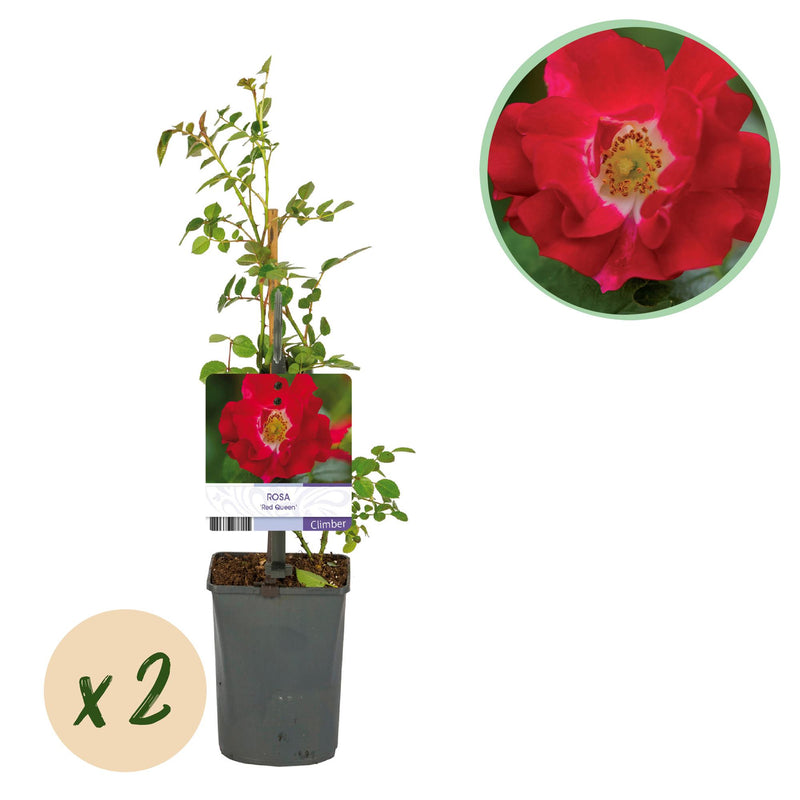 GreenboutiQ Kletterrose 'Red Queen' - 2 Pflanzen im Topf