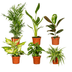 Set of 6 Surprise Houseplant Boxes Ø12cm, Height 25cm Bild 1