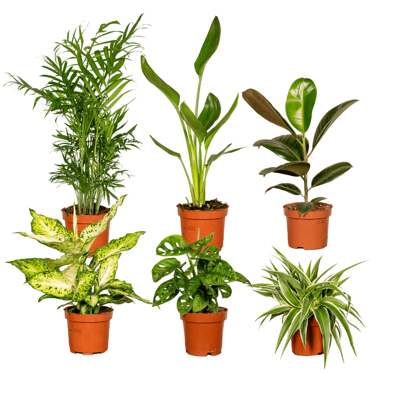 Set of 6 Surprise Houseplant Boxes Ø12cm, Height 25cm