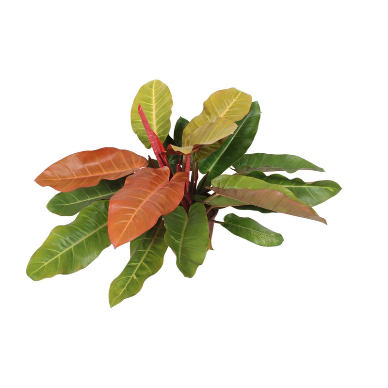 Philodendron Prince Of Orange: Tropische Schönheit für Ihr Zuhause